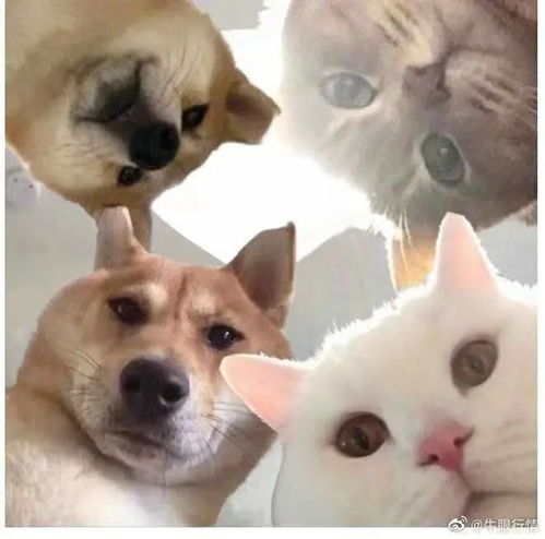 Dogecoin mining community
